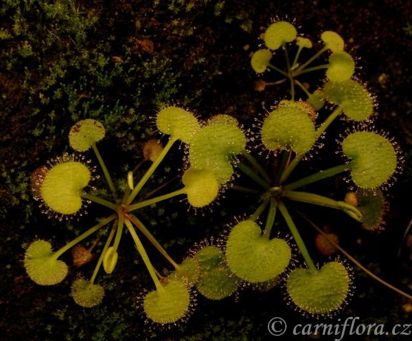 Drosera prolifera - rosnatka pučivá
